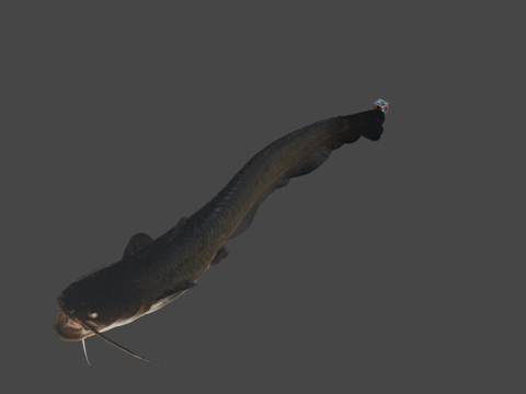  CC0 鲶鱼  阿穆尔鲶鱼鲶鱼3d模型 