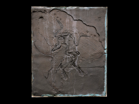  始祖鸟石印版  青铜铸件3d模型 