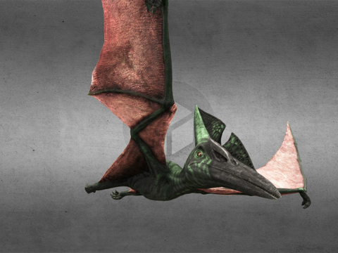  无齿翼龙3d模型 