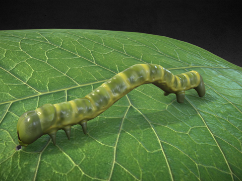  毛毛虫与叶子3d模型 