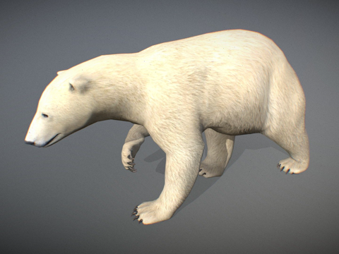  动物界  北极熊雌性3d模型 