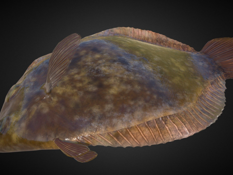  牙鲆绑定3d模型 