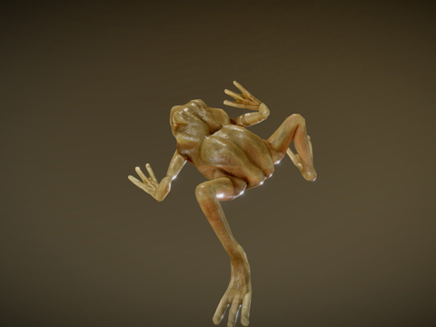  动画青蛙  低多边形游戏资产3d模型 