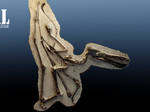  翼龙  宇宙科学馆3d模型 