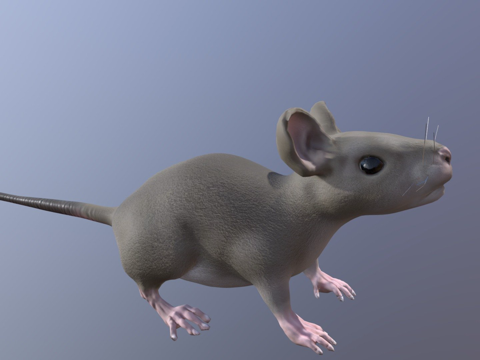  老鼠3d模型 