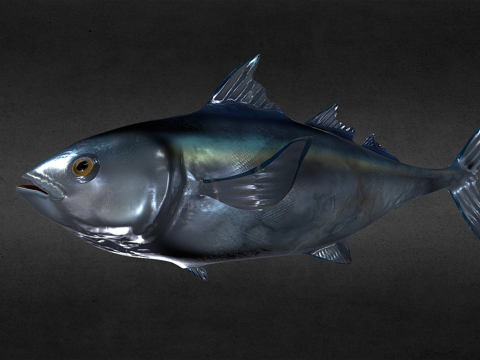  蓝鳍金枪鱼3d模型 