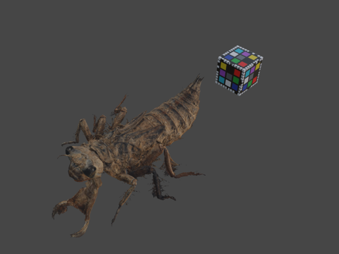  公共领域 大蜻蜓 金环蜻蜓A. sieboldii3d模型 