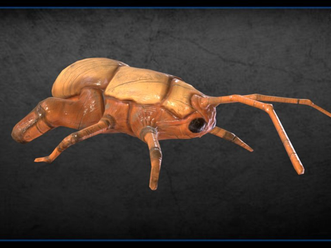  木制昆虫3d模型 