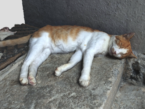  睡觉的猫3d模型 