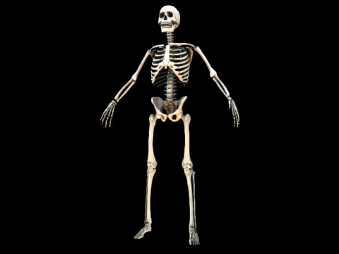  骨架3d模型 