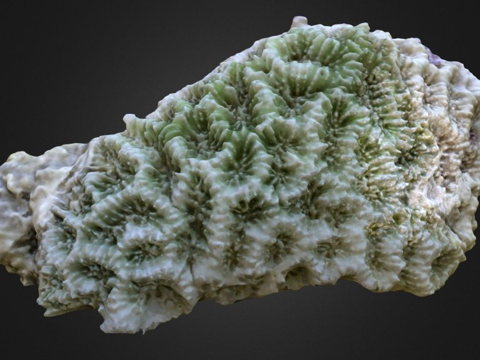  脑纹珊瑚骨骼3d模型 