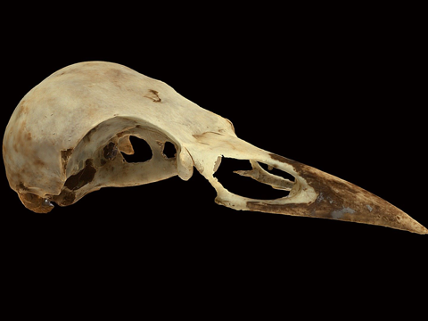  腐肉乌鸦头骨萨默塞特3d模型 