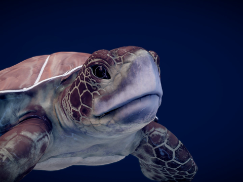  海龟3d模型 