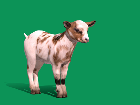  小山羊雌崽低多边形3d模型 