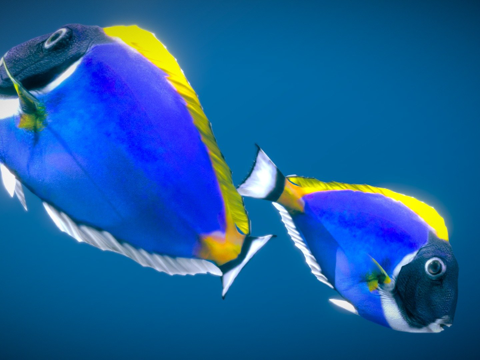  粉蓝刺尾鱼3d模型 