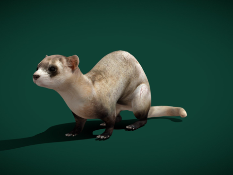  黑足雪貂濒危3d模型 