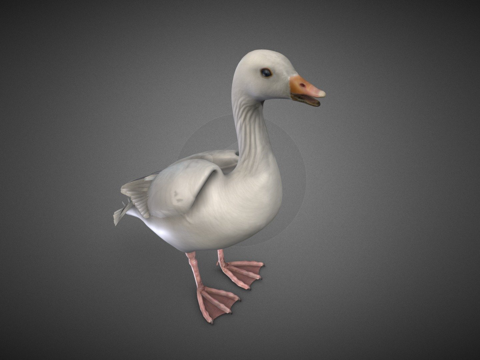  鹅  鸟3d模型 