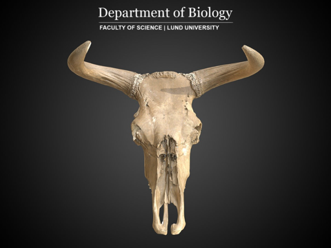  原牛头骨原始牛3d模型 