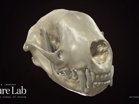  臭鼬头骨3d模型 