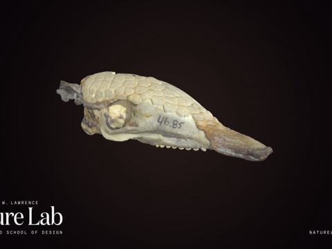  犰狳头骨3d模型 