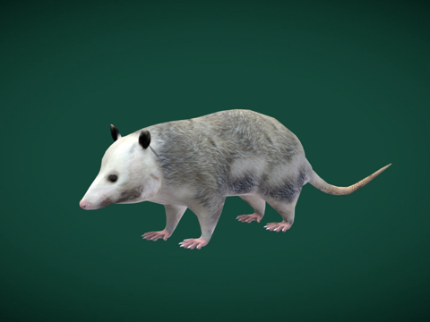  负鼠 负鼠科低多边形3d模型 