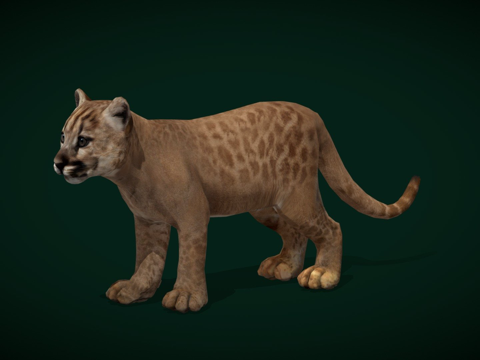  美洲狮幼崽 低多边形3d模型 