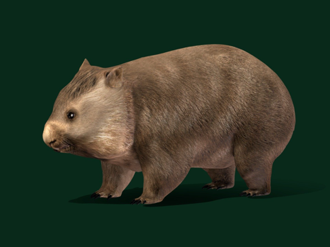  袋熊幼崽动物 游戏就绪3d模型 