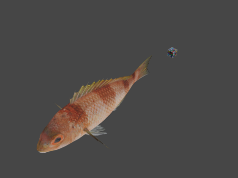  CC0 球头  无武装侏儒单眼镜鲷3d模型 