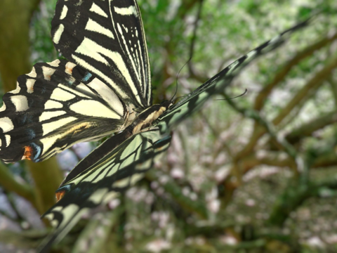  柑橘凤蝶3d模型 