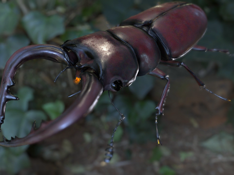  倾斜锹形虫3d模型 