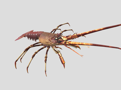  龙虾3d模型 