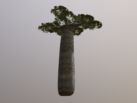  真实猴面包树3d模型 