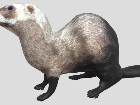  雪貂混合3d模型 