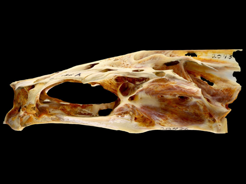  红鼓鱼头骨3d模型 