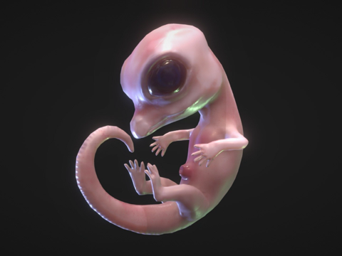  鳄鱼胚胎3d模型 