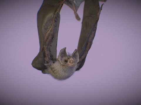  普通吸血蝠圆头叶口蝠3d模型 