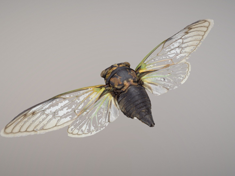  抒情蝉雌性023d模型 