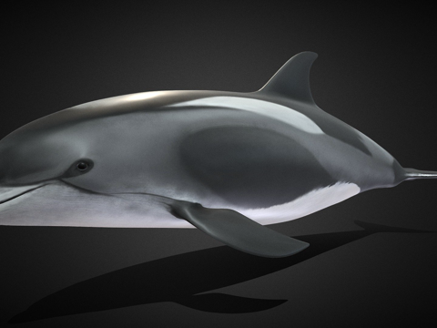  白喙斑纹海豚白喙斑纹海豚3d模型 