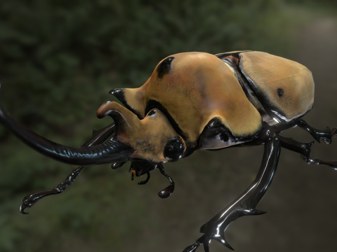  巨象犀金龟3d模型3d模型 