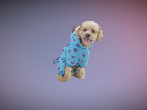  贵宾犬卷毛犬3d模型 