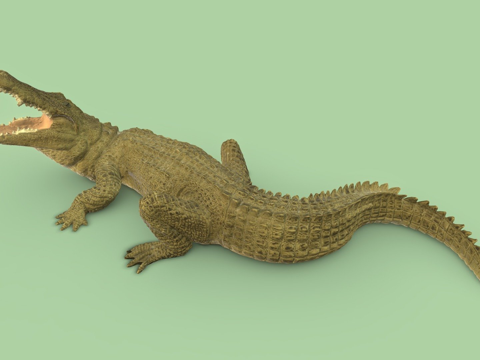  尼罗鳄3d模型 