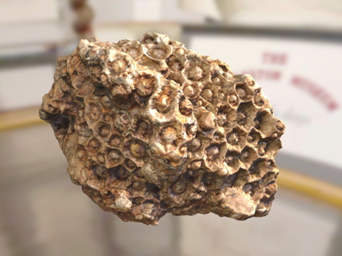  ChM 1198  石珊瑚3d模型 