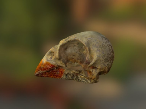  雌性主红雀头骨 VCU三维16943d模型 