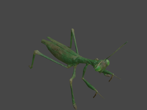  欧洲螳螂3d模型 