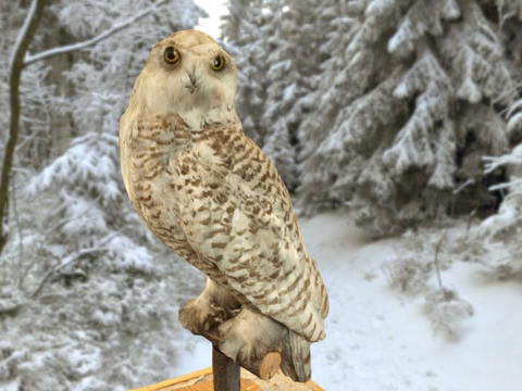  雪鸮带声音约翰菲诺金牛座3d模型 