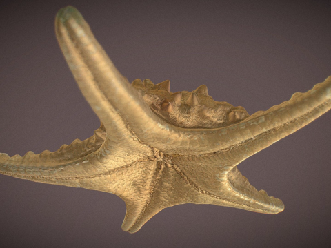  海星扫描3d模型 