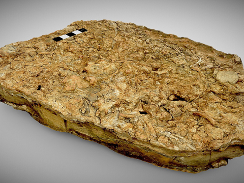  古代寒武纪海底草坪山3d模型 