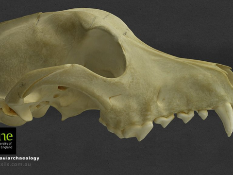  犬科头骨3d模型 