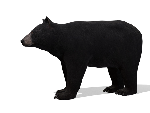  雄性黑熊3d模型 