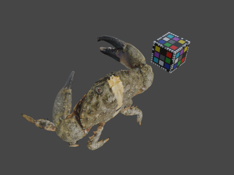  知识共享零 扇圆蟹   扇圆蟹扇圆蟹属3d模型 